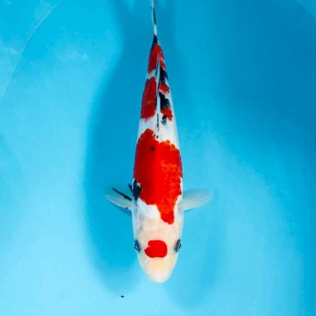 Maruten Sanke, 29 cm
