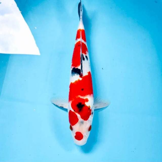 Sanke, 33 cm