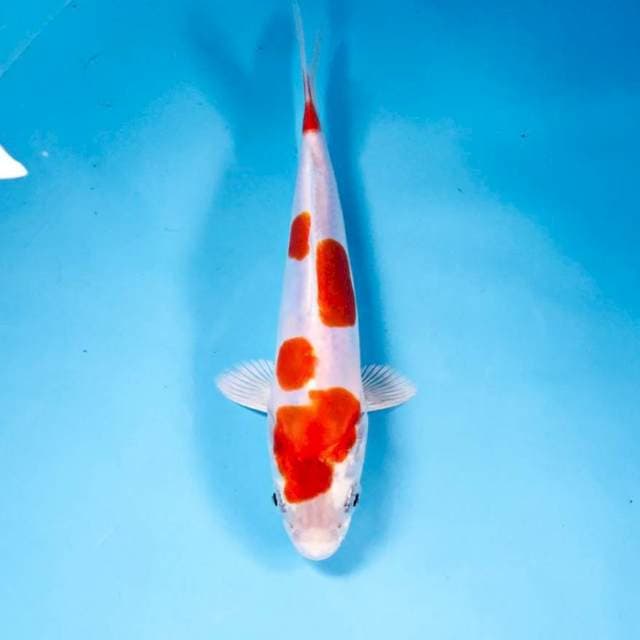 Kikushui, 16 cm
