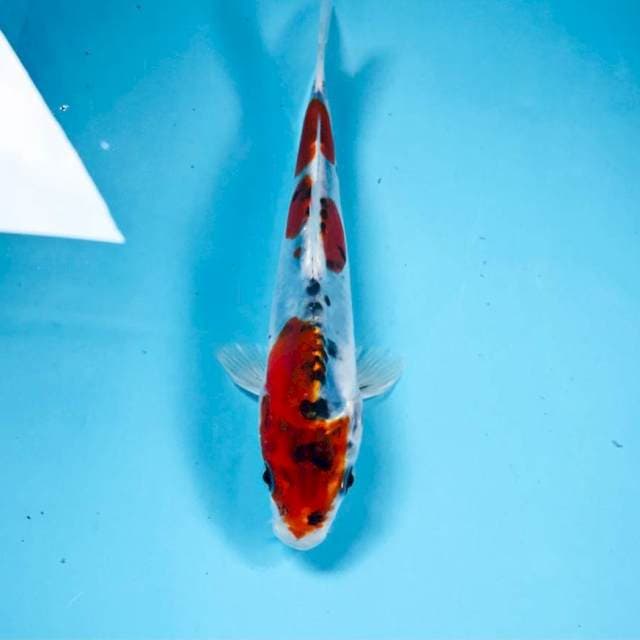 Goshiki Doit, 17 cm