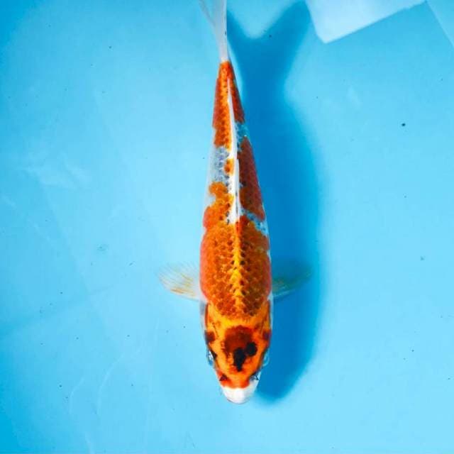 Kujaku, 25 cm