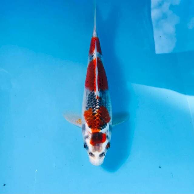 Goshiki, 21 cm