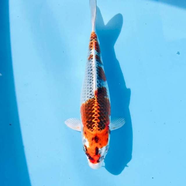 Kujaku, 23 cm