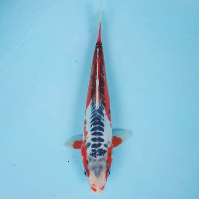 HANA SHUSUI 26CM