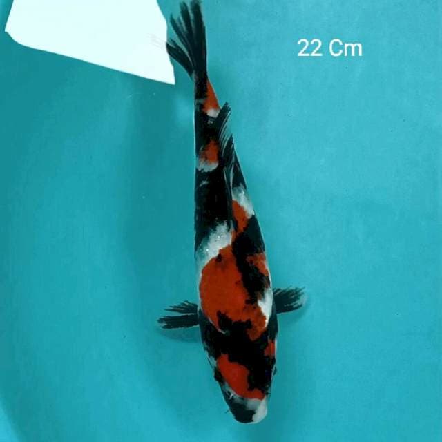 Showa 22 Cm
