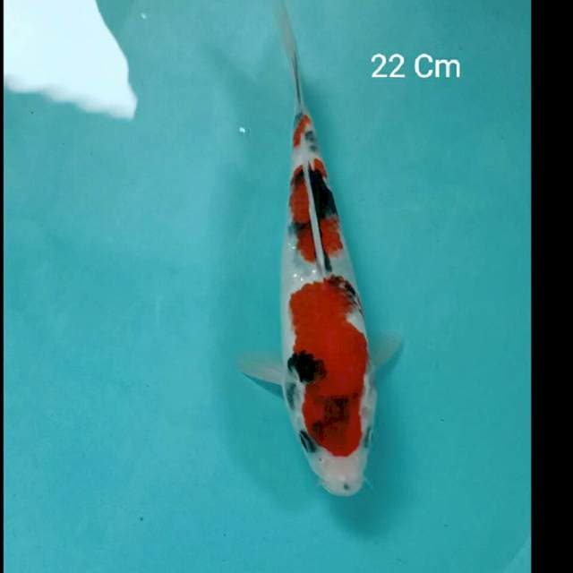 Showa 22 Cm