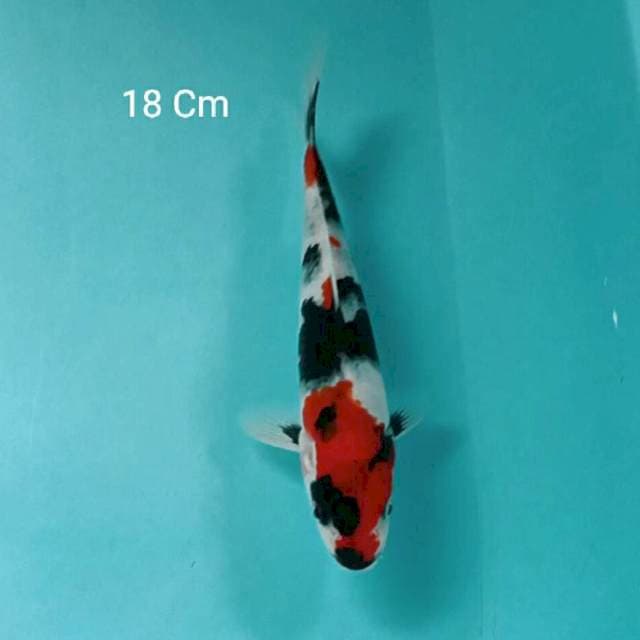 Showa 18 Cm