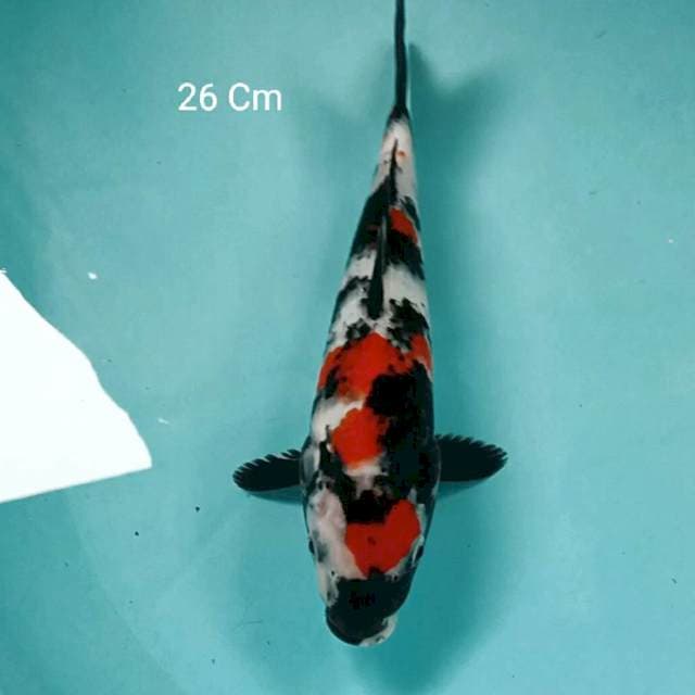 Showa 26 Cm