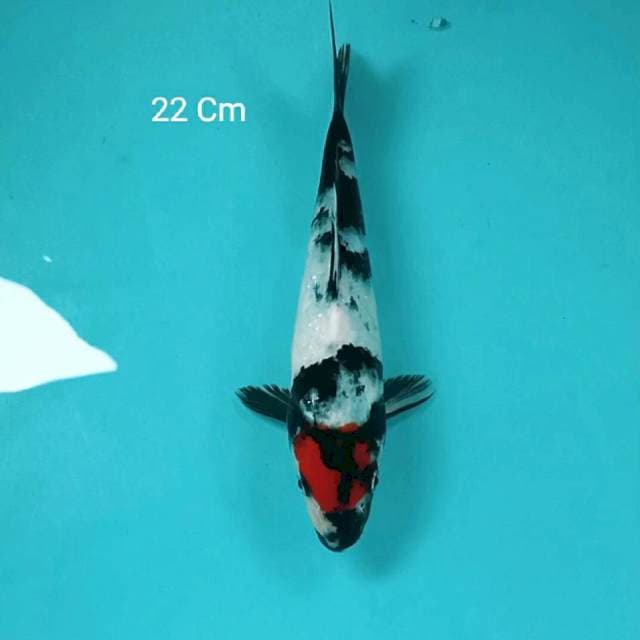 Tancho Showa 22 Cm