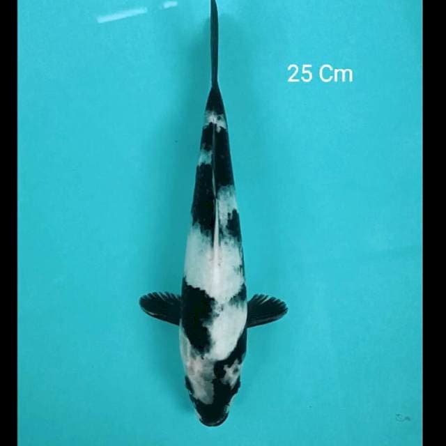 Shiro 25 Cm