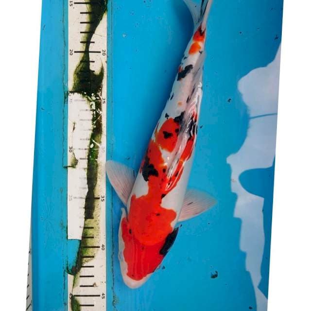 DOITSU SANKE 32 cm