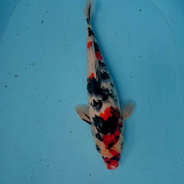 SANKE 32 cm