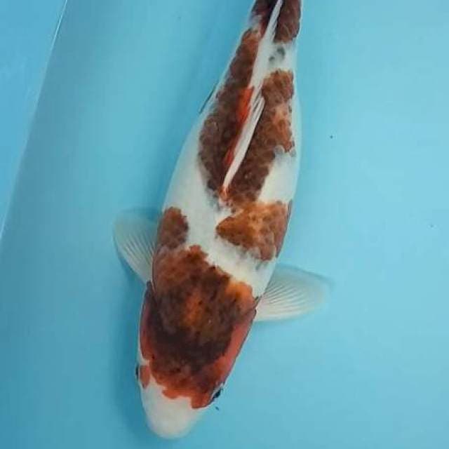 Goromo 33cm bulky