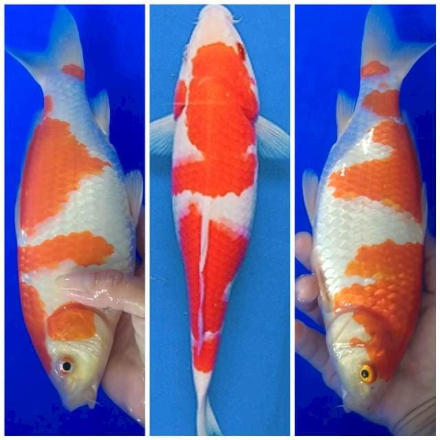 Kohaku Strong 29cm