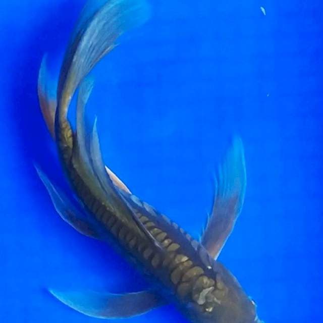 Kumpay Aragoke 35cm