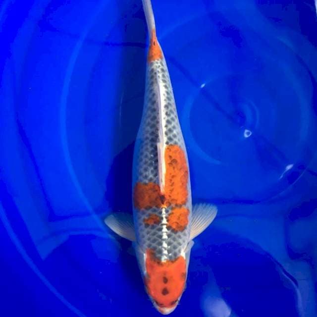 Ghosiki 37cm