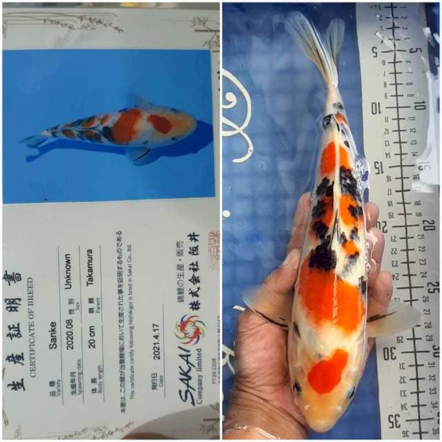 30cm Sanke Import