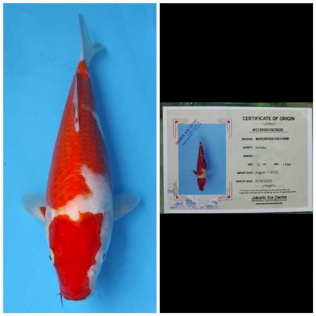 Maruboshi Kohaku