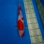 KOHAKU NAPOLEN 33CM
