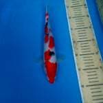 TAISHO SANSOKU 30CM