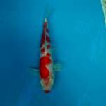 KOHAKU KUCIBENI 28CM