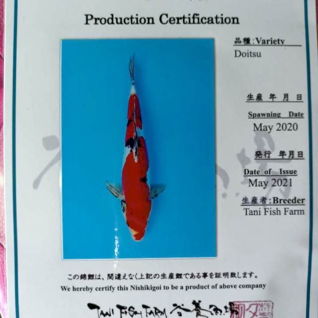 Sanke Doitsu Tani farm jpg