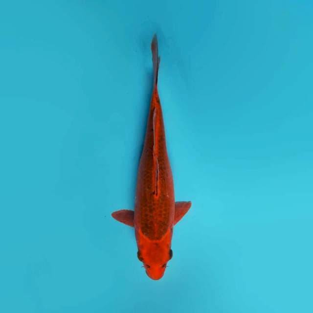 Aka matsuba 32Cm