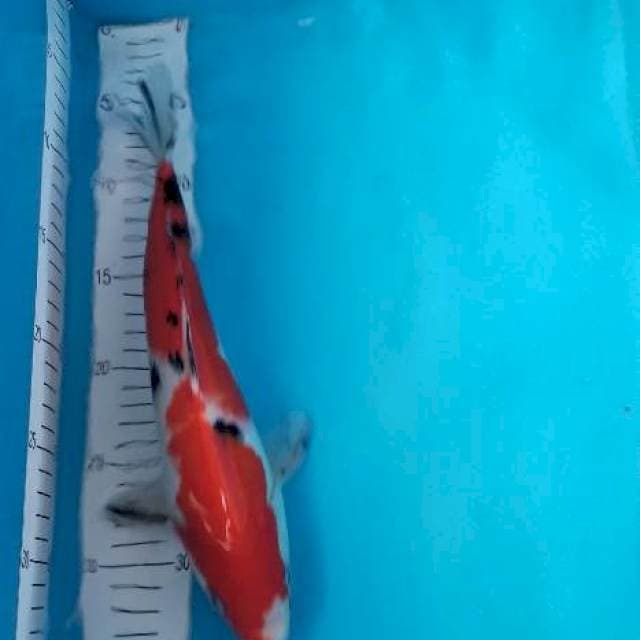 Sanke 30cm 