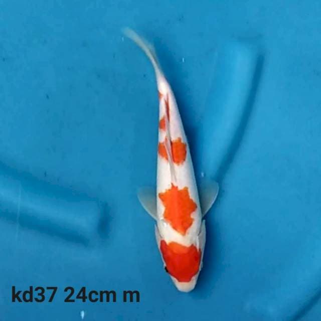Maruten kohaku