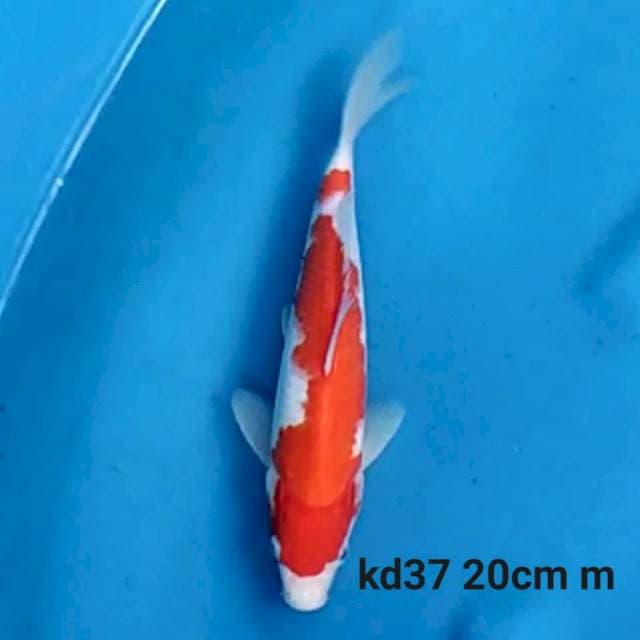 Kohaku merah tebal