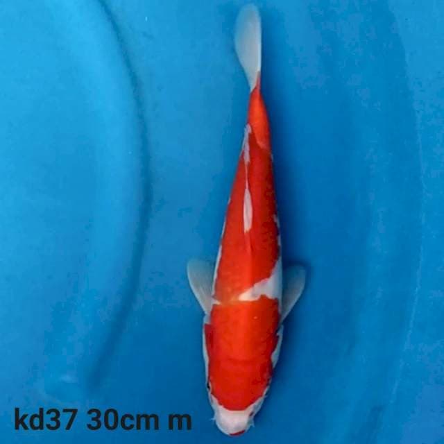 Kohaku merah tebal