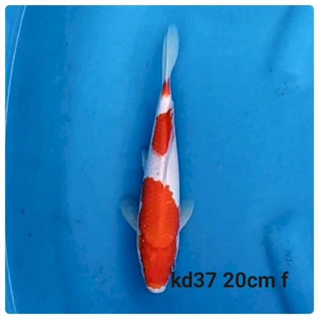 Kohaku 3 step