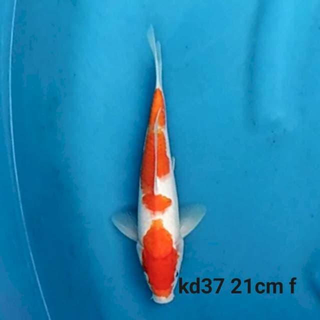 Kohaku f1