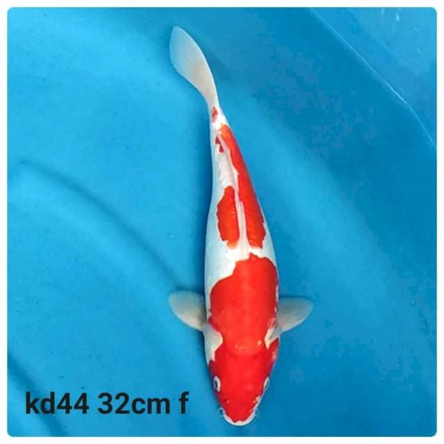 Doitsu kohaku