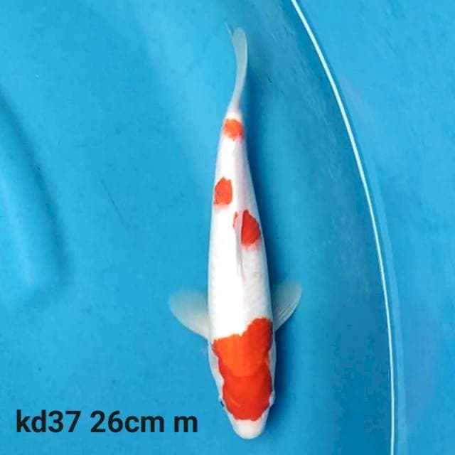 Kohaku f1
