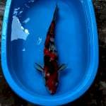 62cm. Sanke Jantan