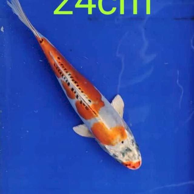 Kiko