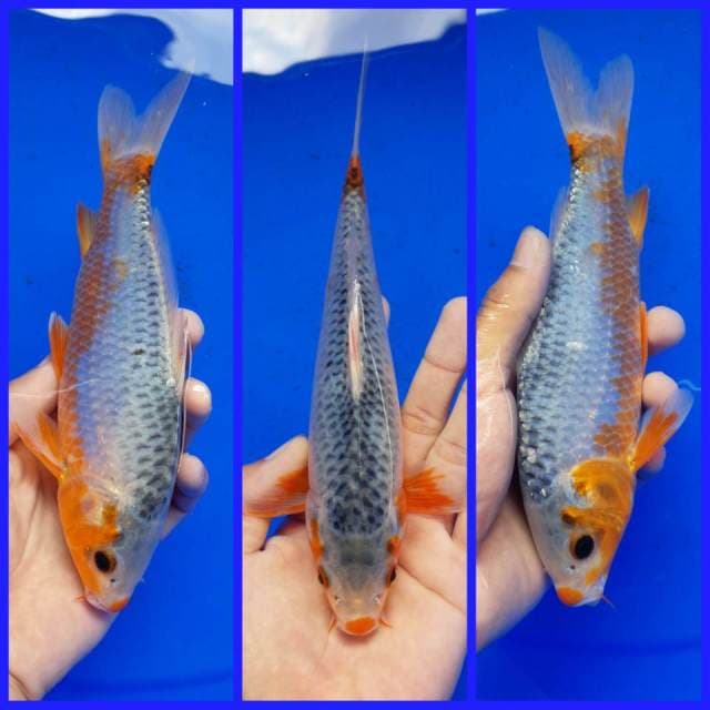 ASAGI MALE