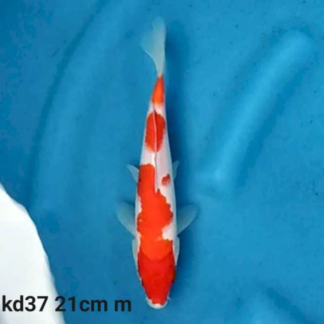 Kohaku f1