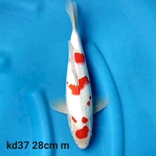 Maruten kohaku sakura