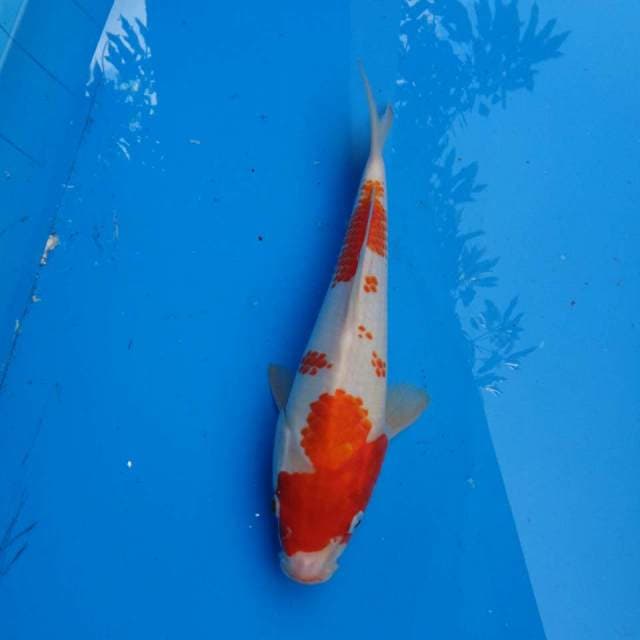 Kohaku Ori F1