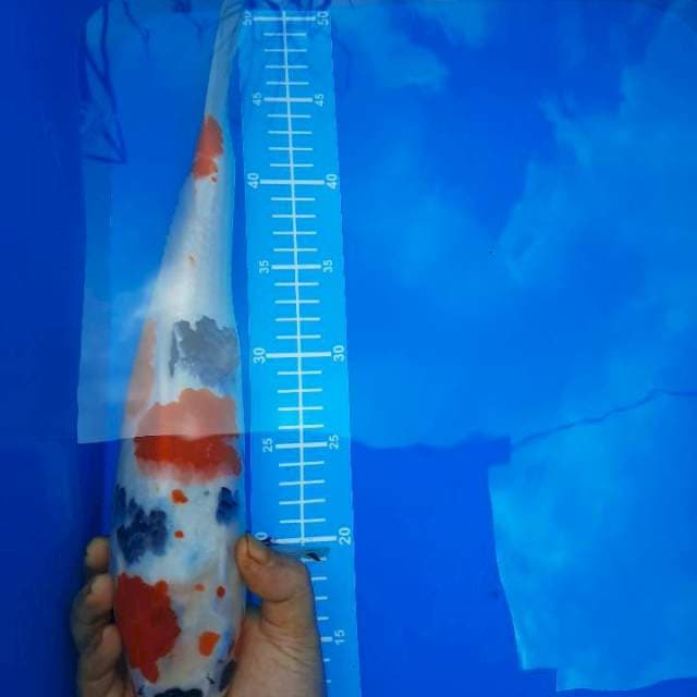 Kindai showa 40cm