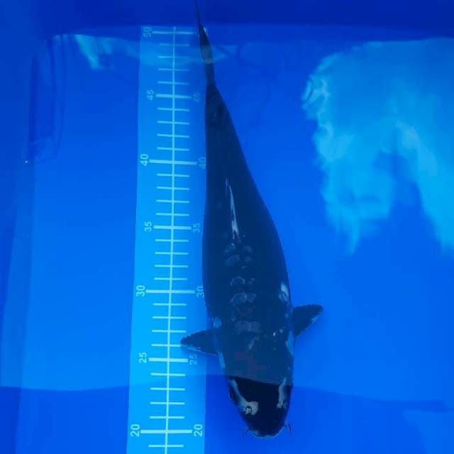 Black soragoi 30cm