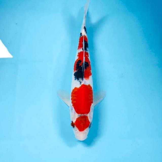 Maruten Sanke, 22 cm