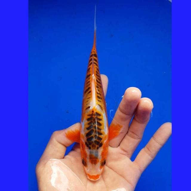 SHUSUI MALE