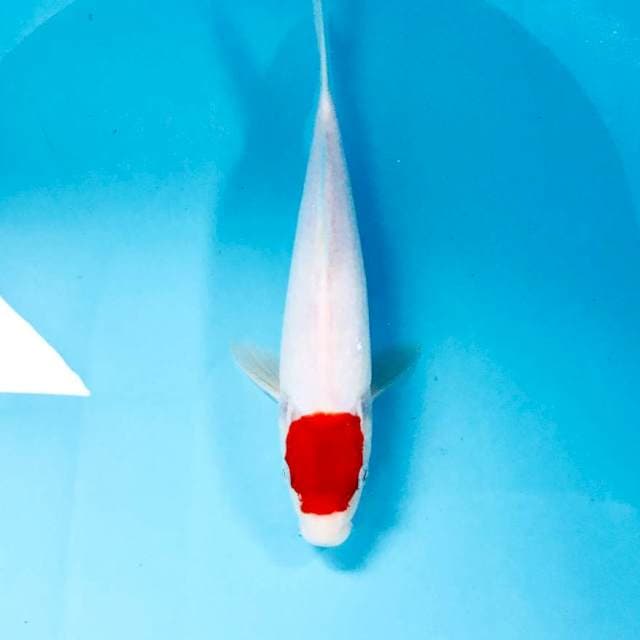 Tancho Kohaku, 28 cm