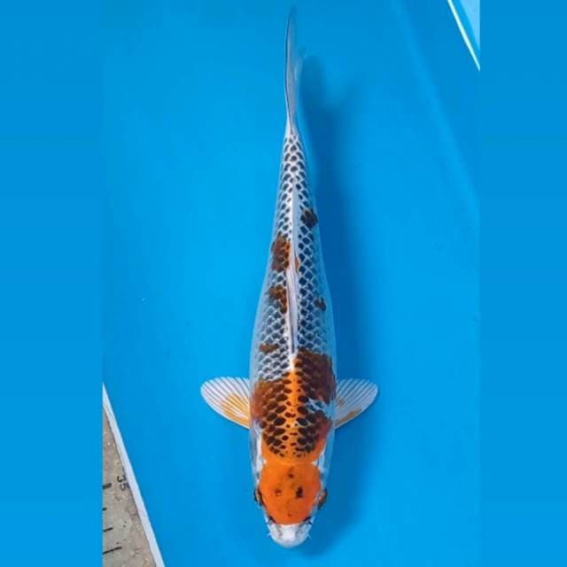 Kujaku, 25 cm