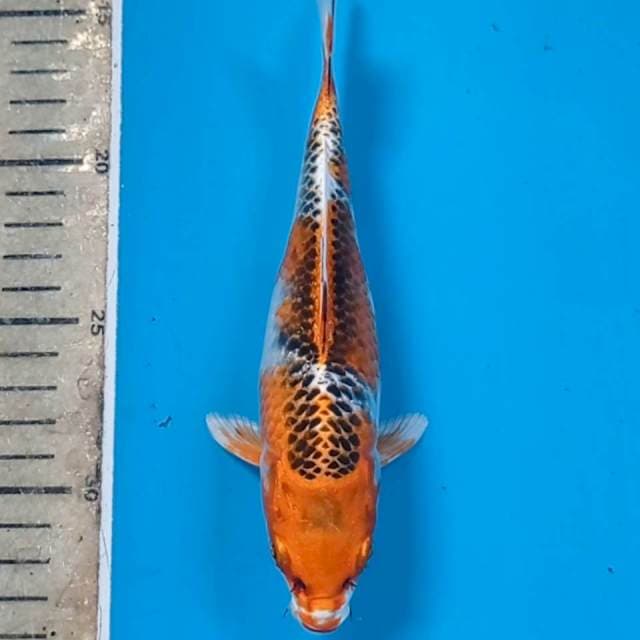 Kujaku, 19 cm