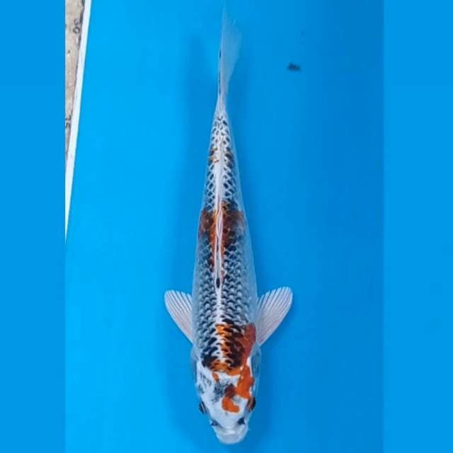Kujaku, 22 cm