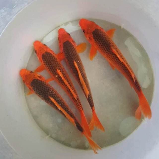 AKAMATSUBA MANTAB